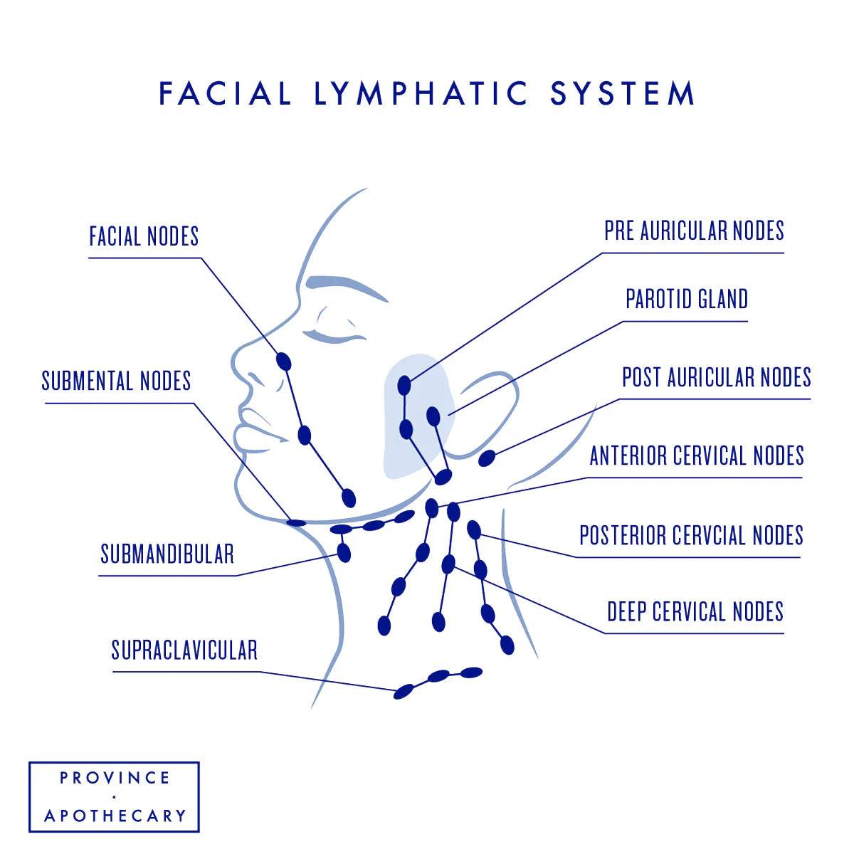 Ultra Soft Facial Dry Brush - London Beauty