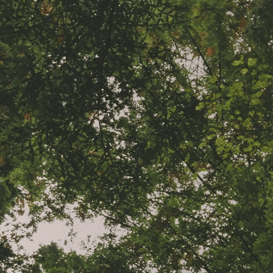 Mind and Body Wash | Cathedral Grove - London Beauty