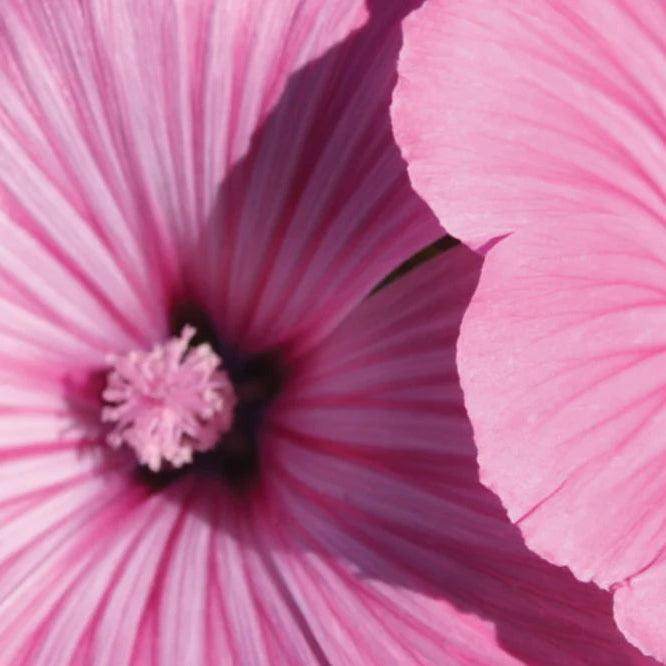 Detox Hydrating Gel | BHA Skin Balancing Moisturizer - London Beauty