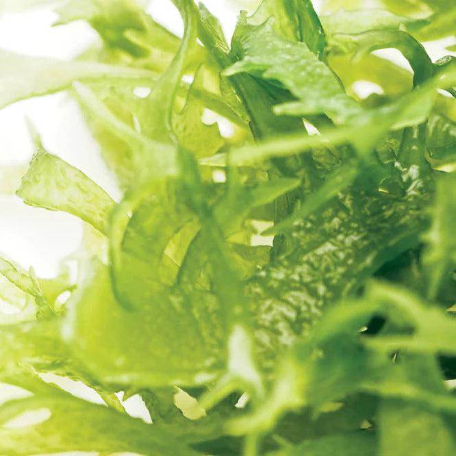 Pure Start | Gentle Detoxifying Facial Cleanser - London Beauty